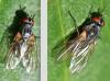 Emmesomyia socia